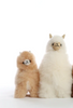 Baby Alpaca Alpaca Baby Alpaca Alpaca