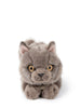 Freddy the British Shorthair in Giftbox Freddy the British Shorthair in Giftbox