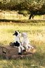 Clover the Cow Clover the Cow