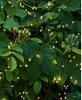 Sirius Knirke Bead Cluster Lights - 160 LED, 16m. Sirius Knirke Bead Cluster Lights - 160 LED, 16m.