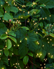 Sirius Multi Strand Fairy Lights - 30761 Sirius Multi Strand Fairy Lights - 30761