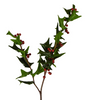 Holly Stem with Berries Holly Stem with Berries