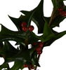 Holly Stem with Berries Holly Stem with Berries