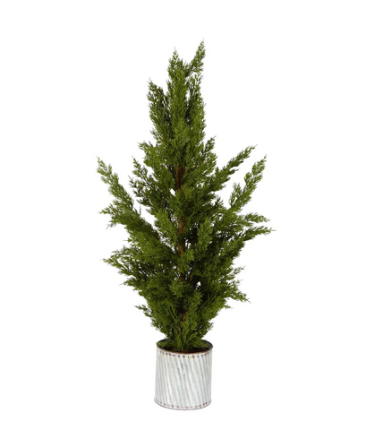 Cypress Pine Tree in Metal Pot.