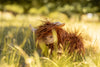 Heidi Highland Cow. Heidi Highland Cow.