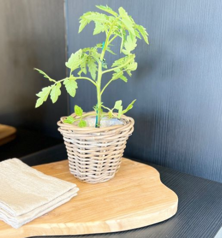 Rattan Herb Basket.