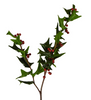 Holly Stem with Berries